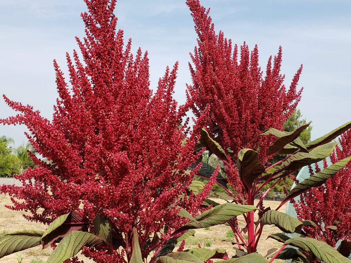 Amaranth Elena's Rojo