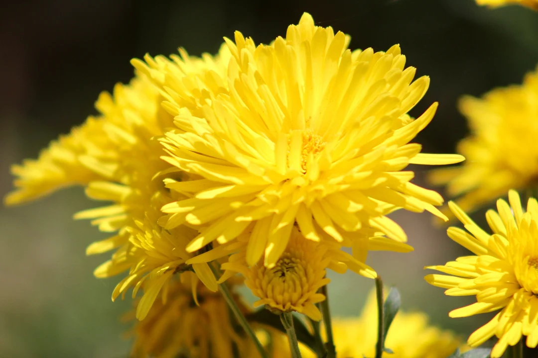 Calendula Yellow Porcupine