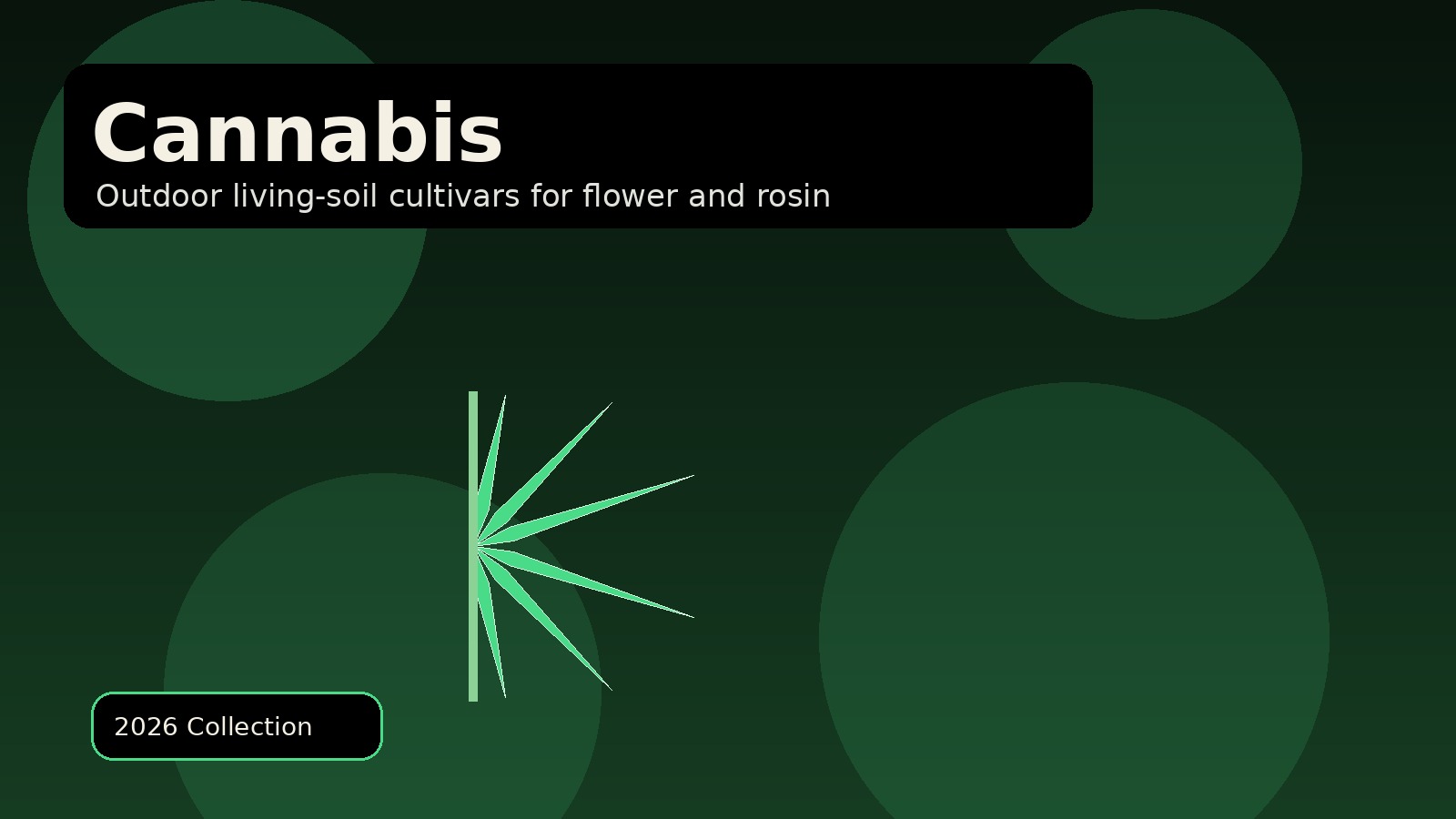 Cannabis