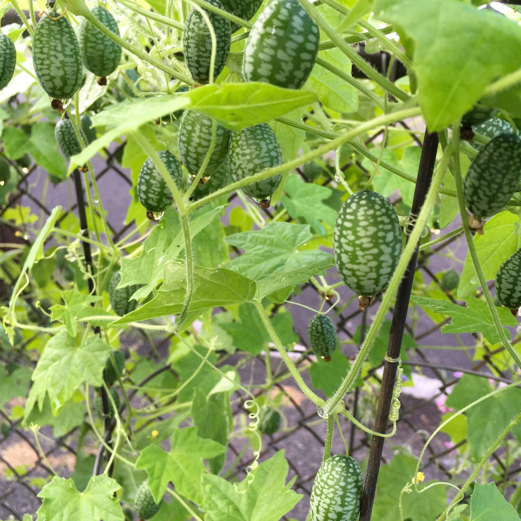 Mexican Sour Gherkin