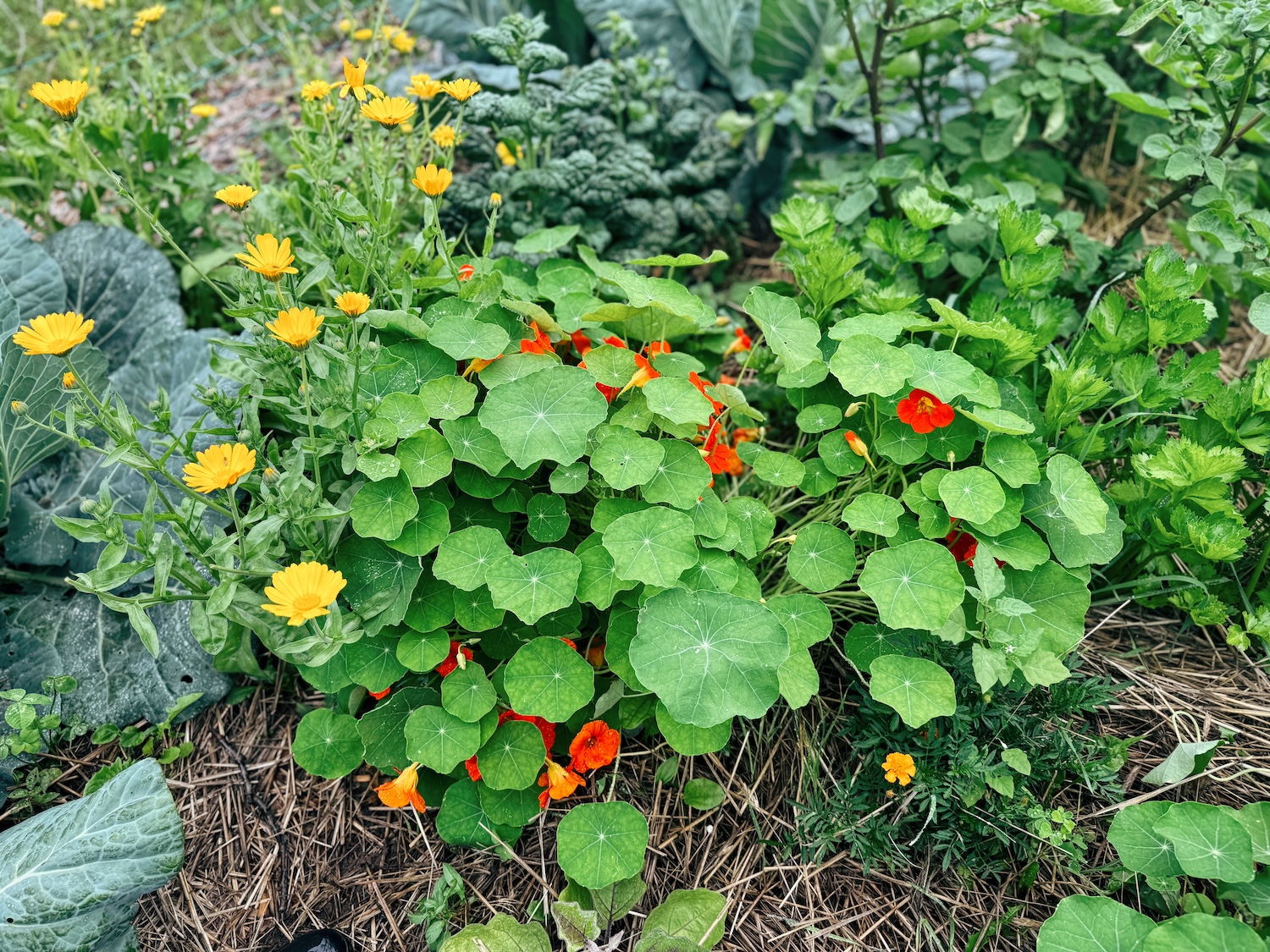 Nasturtium Alaska Red