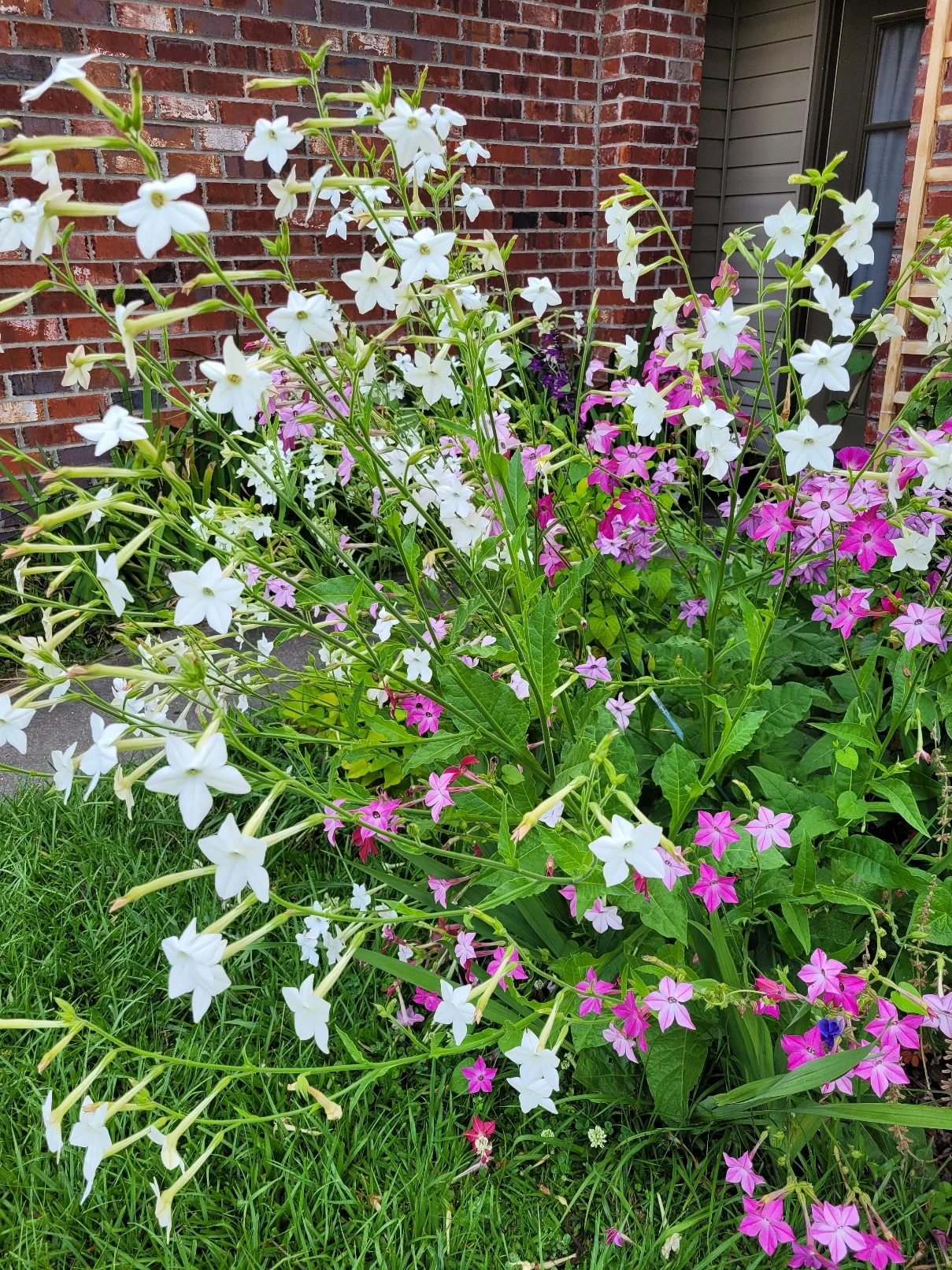 Nicotiana Scentsation