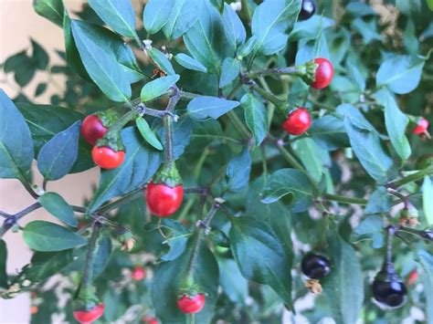 Chiltepin