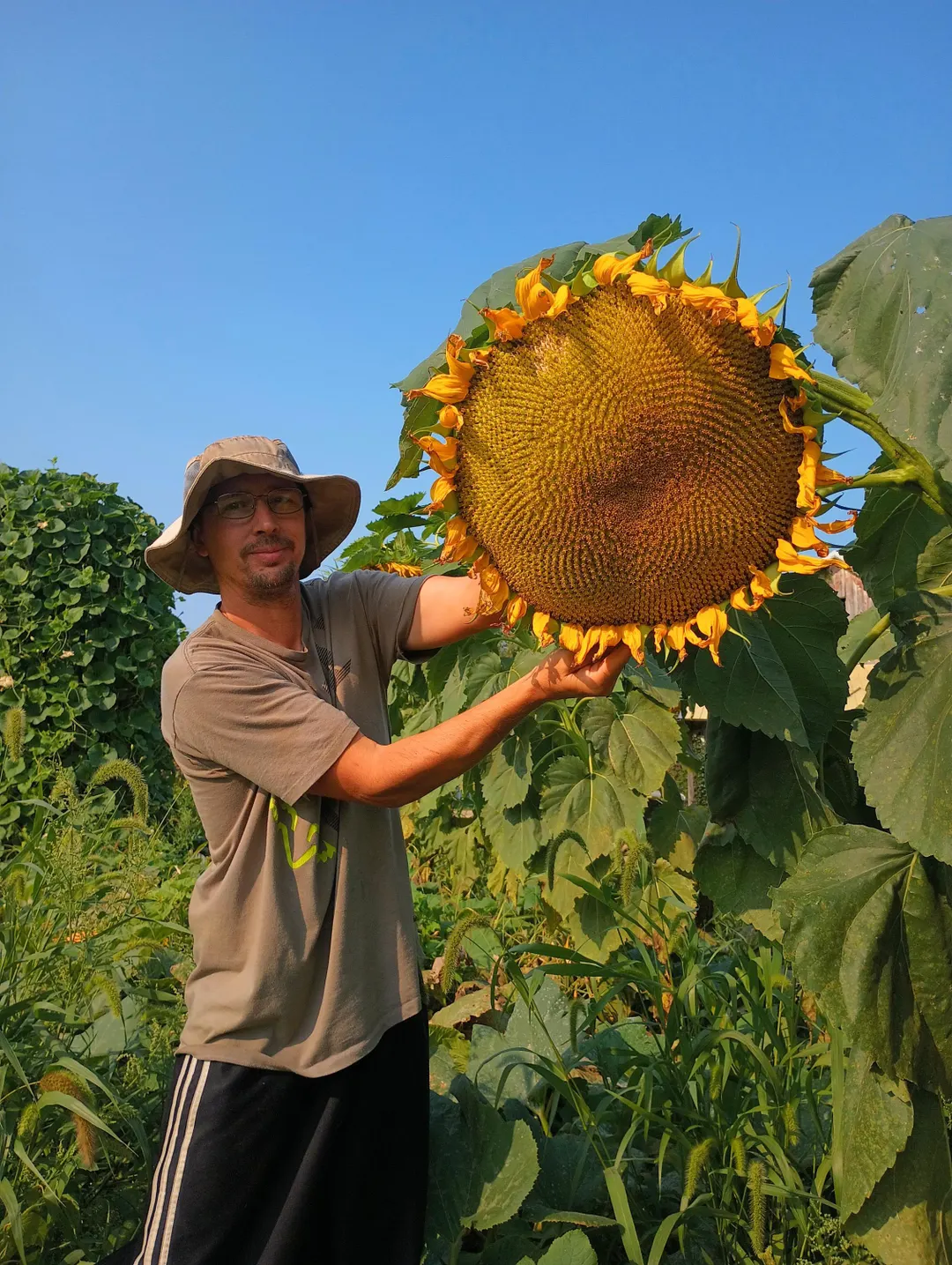 Titan Sunflower