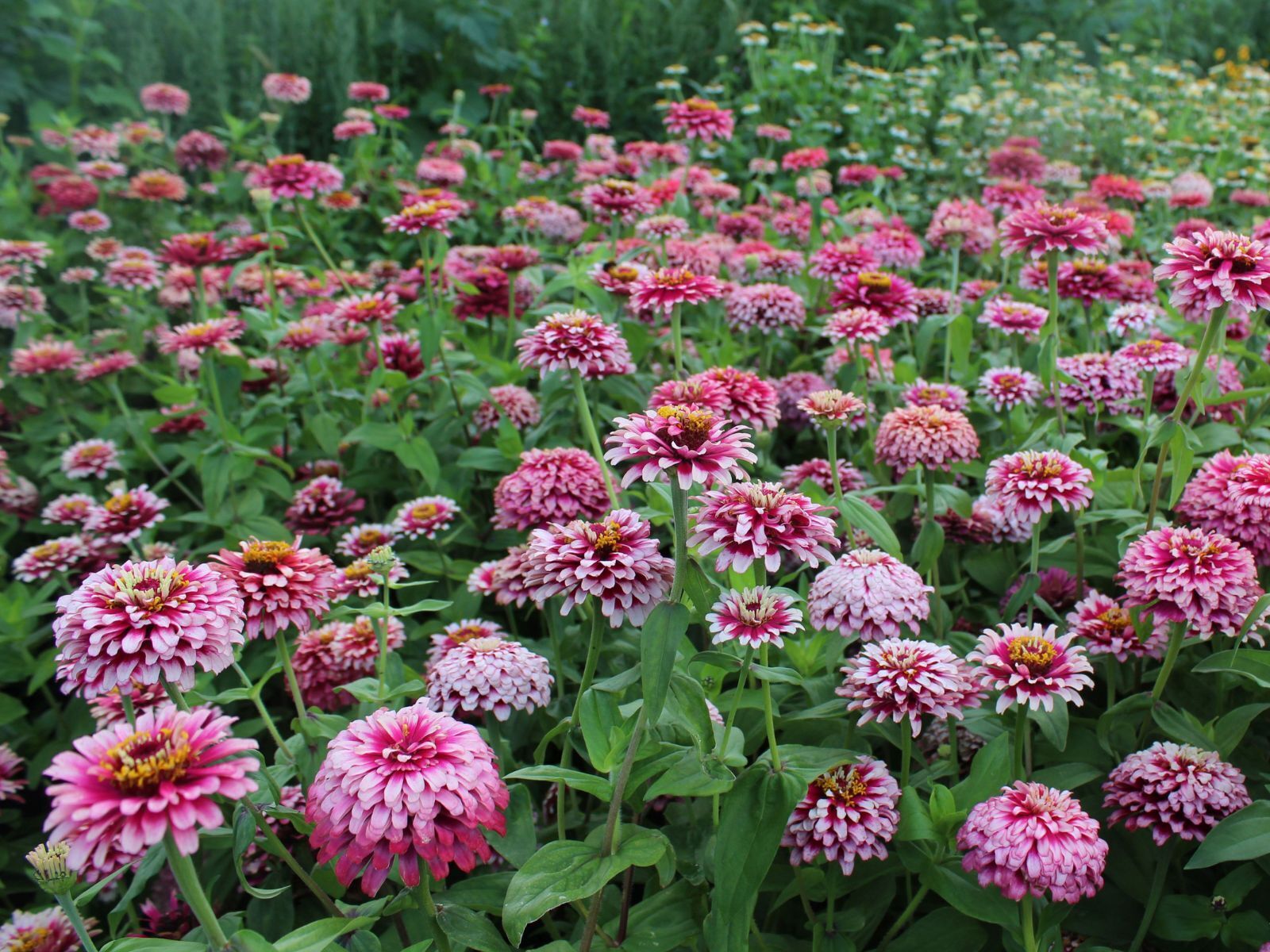 Zinnia Mazurkia